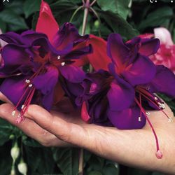 4” Fucshia Plant (first Pic Is Reference )