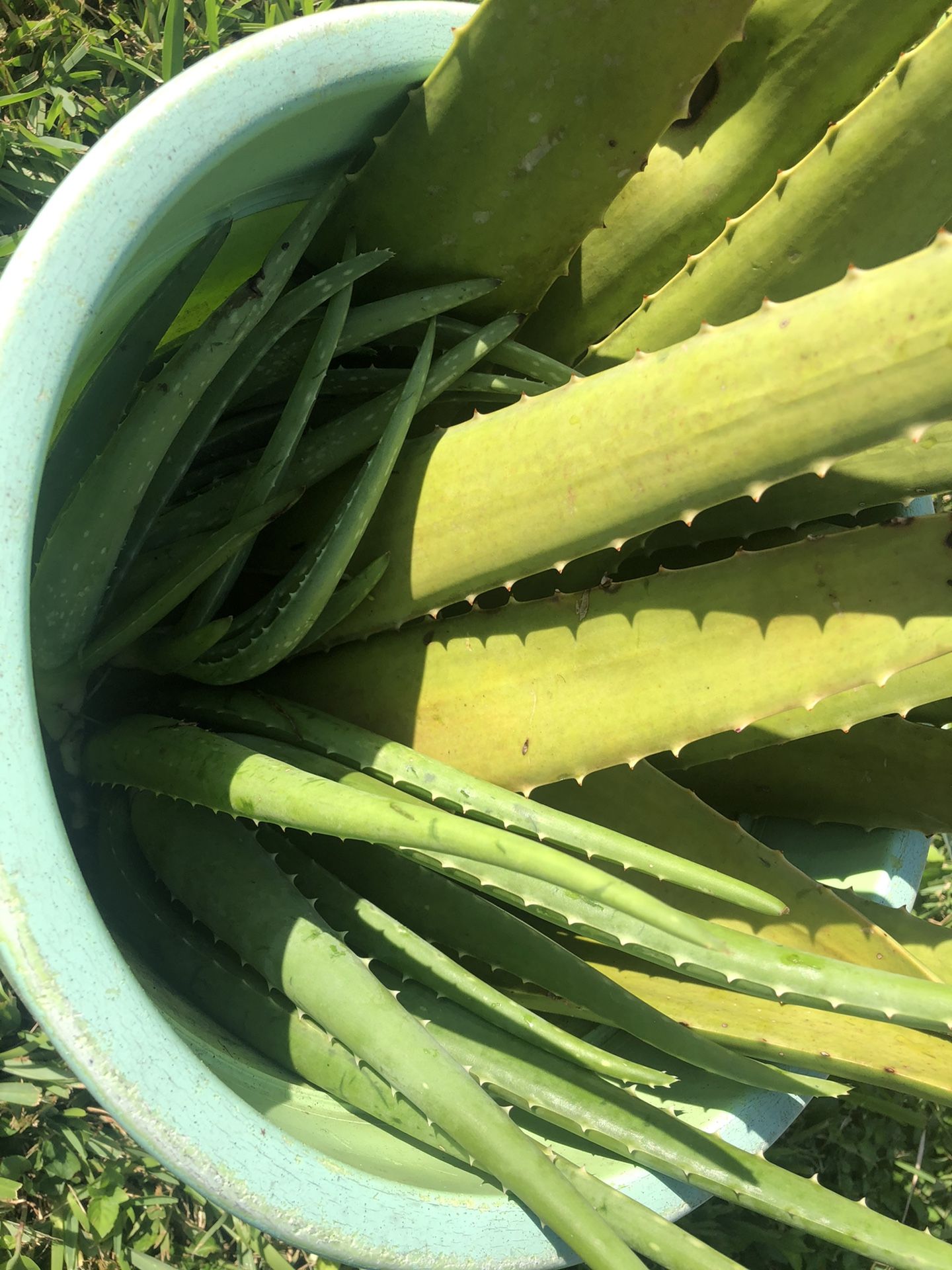 💯 Organic Aloe Vera stalks and baby plants