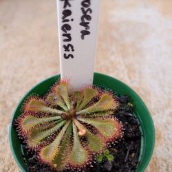 Sundew plants, 3 kinds, carnivorous