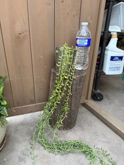 String of bananas