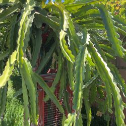 Pitaya Dragon Fruit Cuttings
