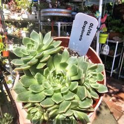 Succulent  plants $5 ea 4"pot