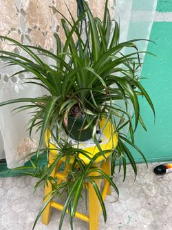 Spider plant