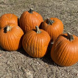 Large Pumpkins