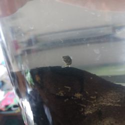 Pea Puffer for sale!
