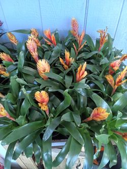 20 flaming sword bromeliad plants