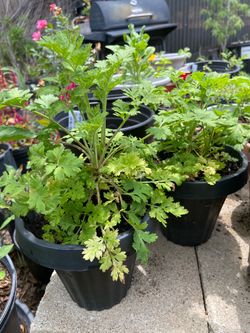 Feverfew Herb Plant 🌱
