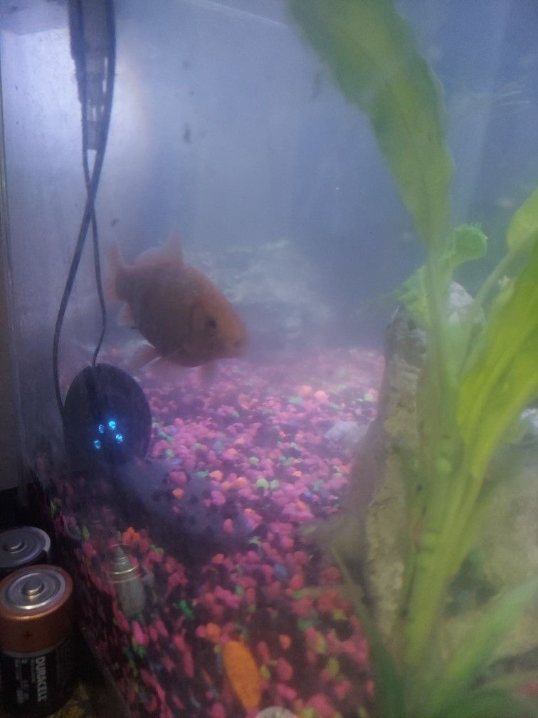 Fish Tank And Fish