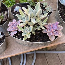 Container Succulent Gardens 