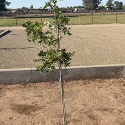 15 Gallon Pawnee Pecan Trees