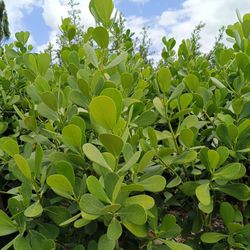 Clusia Privacy Hedge Plants 7gl Overgrown 4.5ft$23
