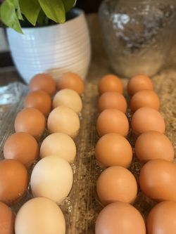 Organic Eggs