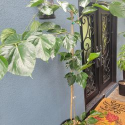 Pakistani Mulberry Tree 