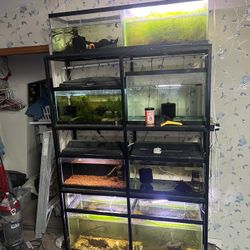 Fish Tank Breeding Rack. 