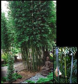 Slender Weavers bamboo aka Bambusa textilis gracilis