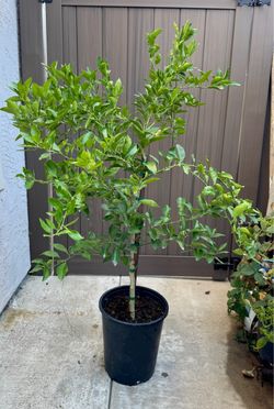 Tangelo Minneola tree