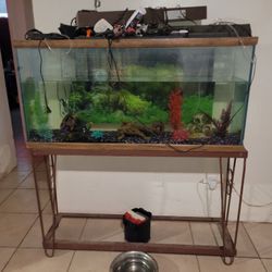Fish Tank