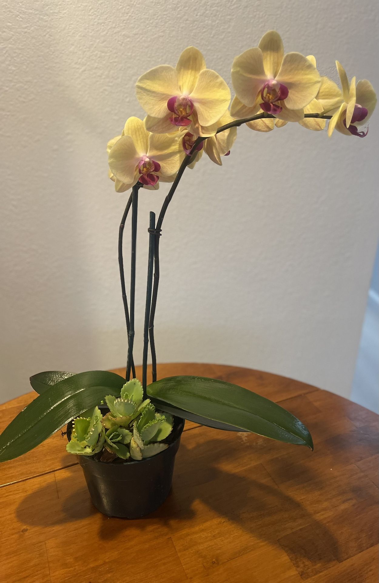 Orchid