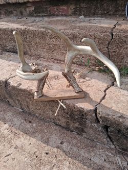 Natural Deer Antler Display – $70
Beautiful display made with 100% natural deer antlers. Great for cabin, lodge, home, office, or rustic décor. Clean,