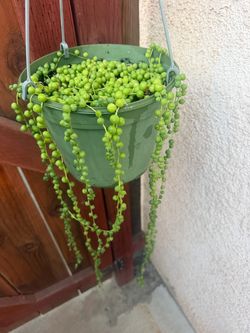 String of pearls