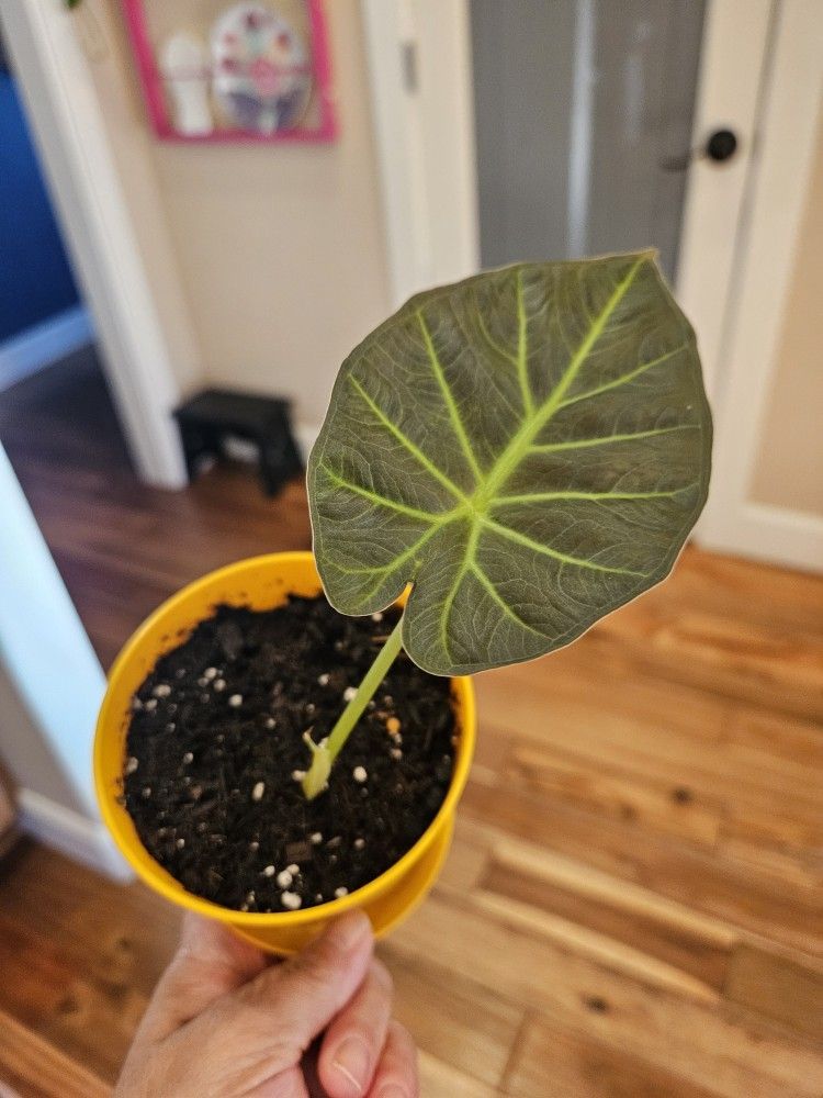 Alocasia 'Regal Shields'