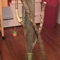 Western style Cat Climb