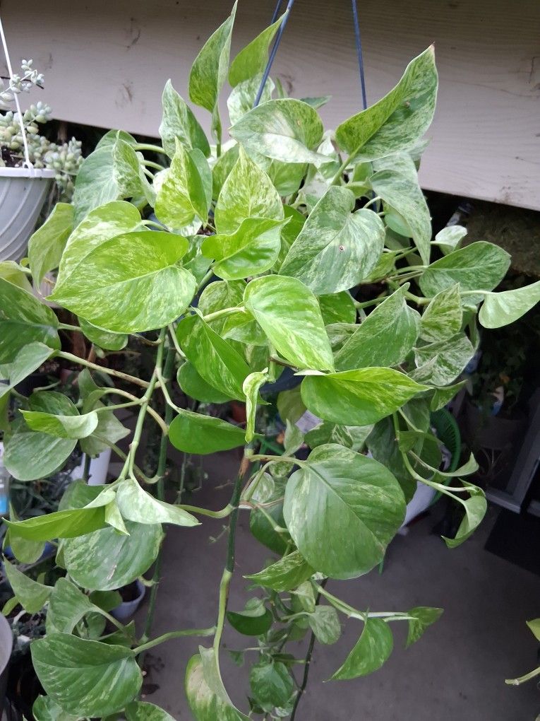 XLONG Marble Queen Pothos Plant $38