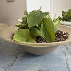 Pothos plant 