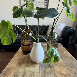Live Monstera Plants In Vases / $75 Each / Home Decor / Indoor Live Plants / Office Plants 