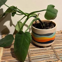 Plant In Beautiful Pot