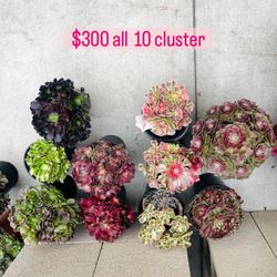 $300 For 10 Clusters Aeonium Imported 