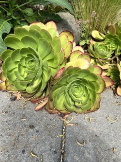 Gorgeous Green Succulents.