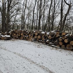  FIREWOOD Free 10 CORDS