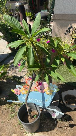 Plumeria Flower 