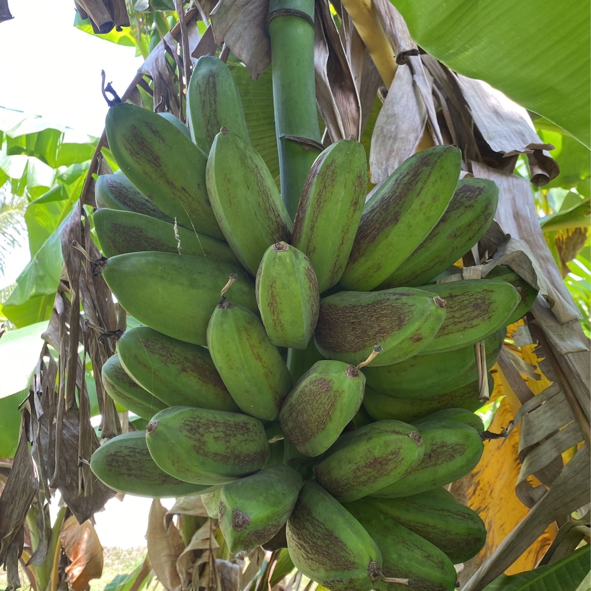 Bananas (Platano Burro) For Sale