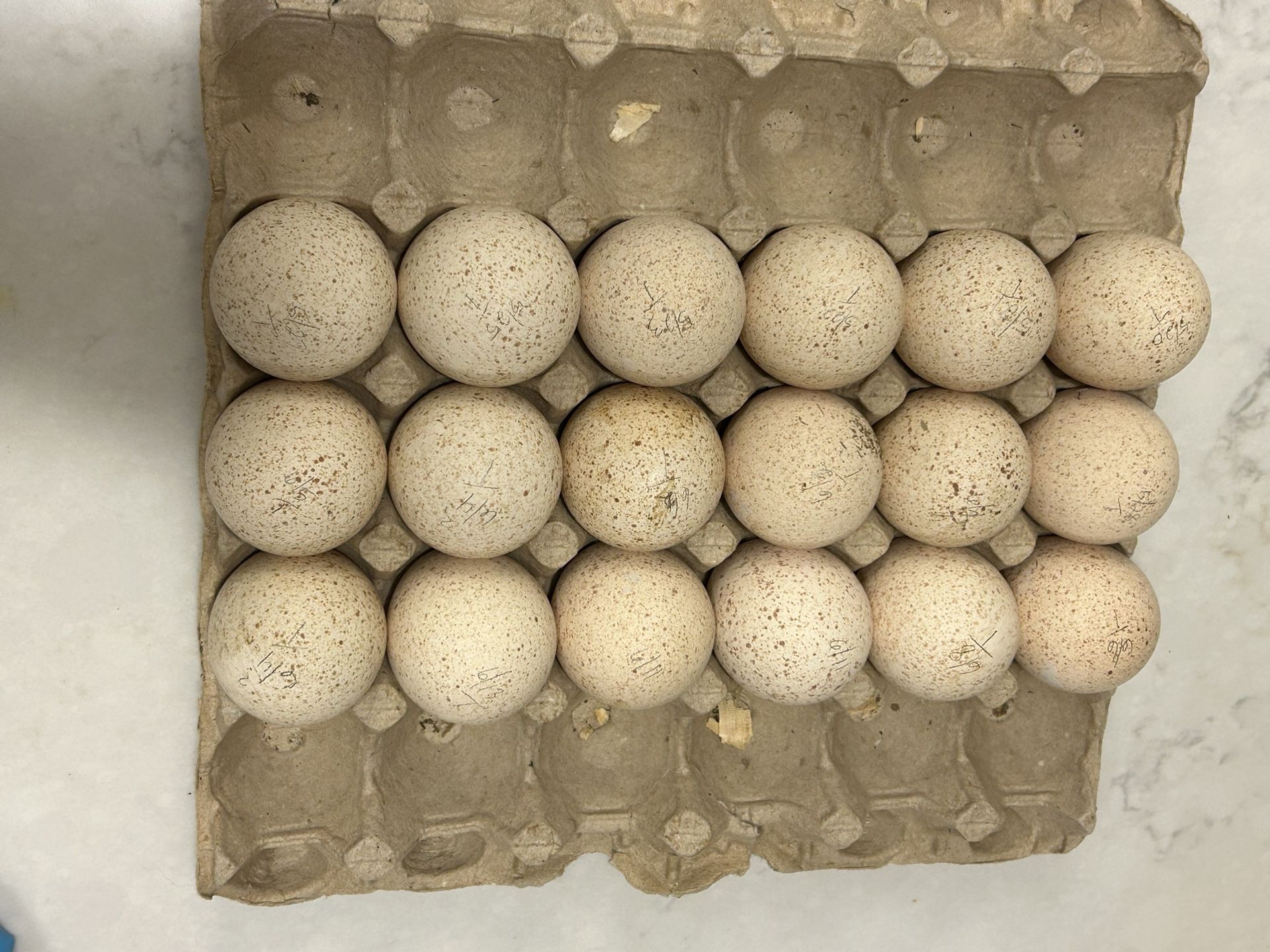 Fertilized Turkey Eggs