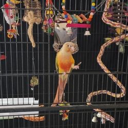 Bird With Cage 