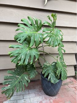 Plants