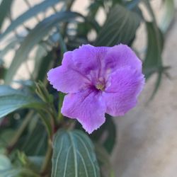 Mexican Daisy Purple 6 Feet