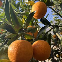 Sweet Navel Oranges