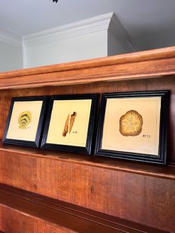 Set of 3 Vintage Framed Seashell Botanical Art Prints