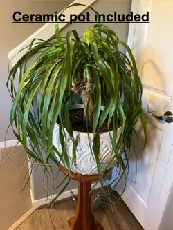 Ponytail Palm Plant and Ceramic Pot