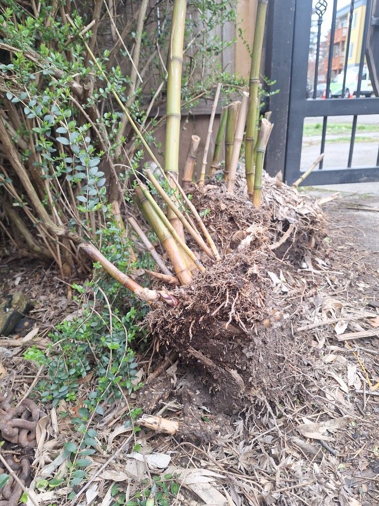 Bamboo Rhizome!