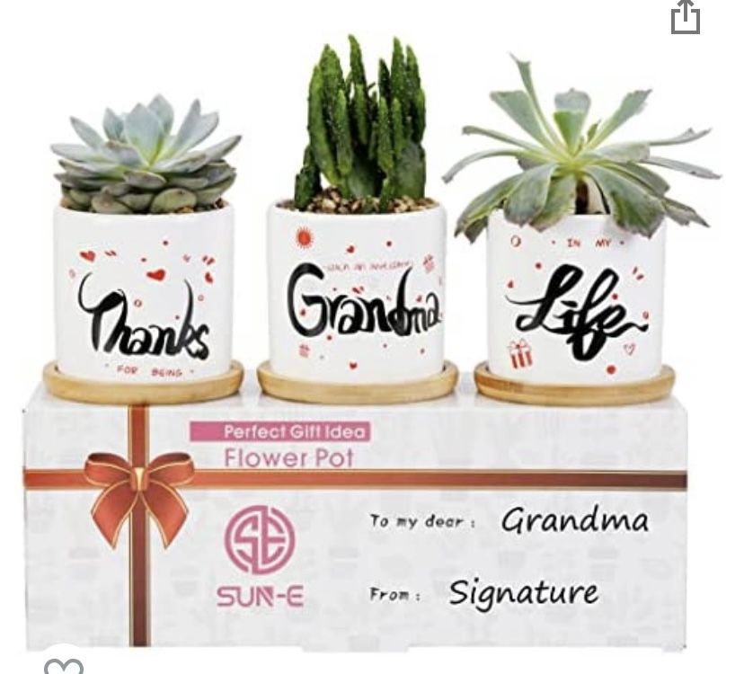 3pk Succulent Flower Pots Thanks for Being Such an Awesome Grandma in My Life