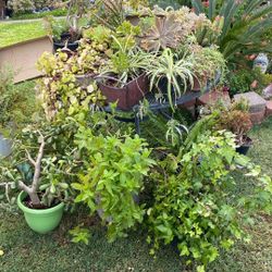 BEAUTIFUL PLANTS 4SALE $5-$10