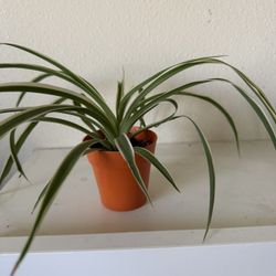 Spider Plant