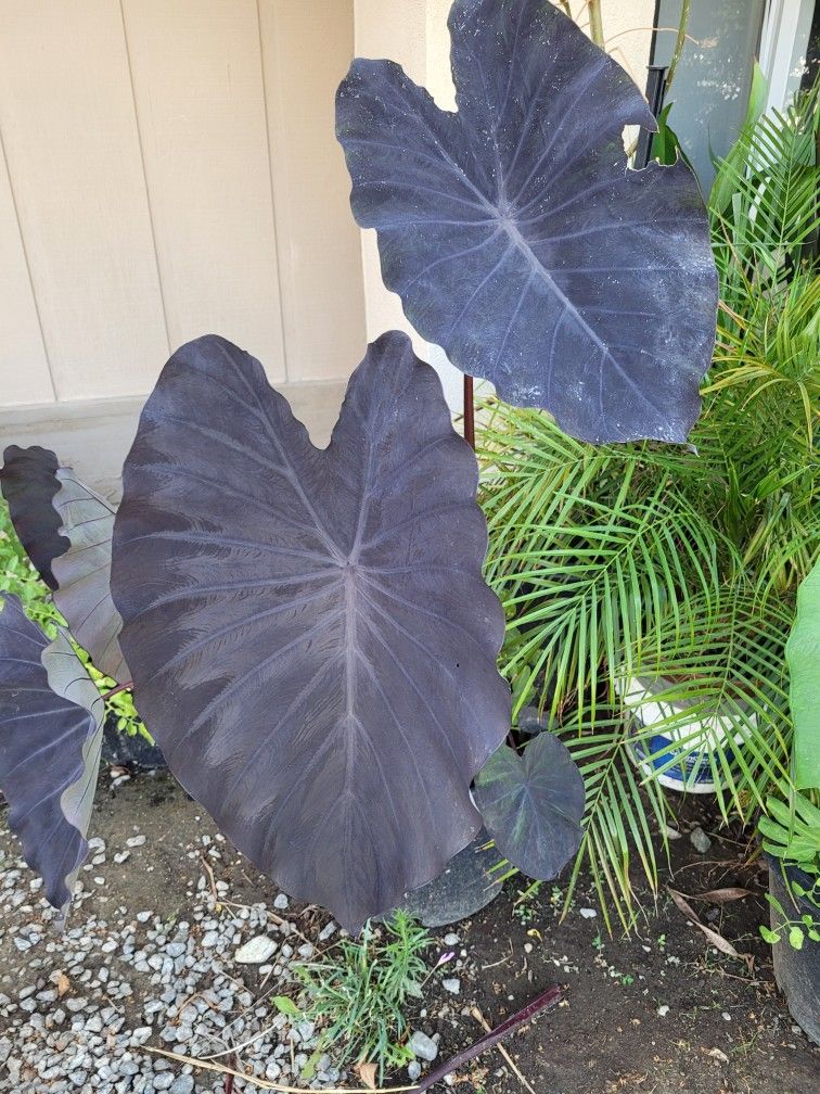 Pond Plants/black Taro/elephant Ear Plants