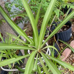 Planta $7.00Cada Una 