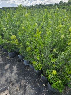 clusias podocarpus  Only  instant privacy  Hedge  for fences