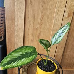 Calathea 'Pinstripe' (Orange Pot-C) 